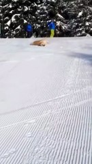 Dog enjoying so cute  #shorts