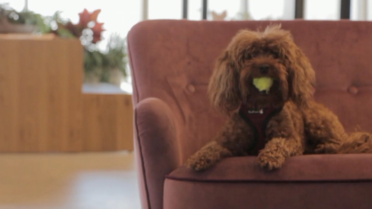 Gifted Dogs Learn Toy Names: A Shared Trait