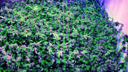 Amityville in the Hood | movie | 2021 | Official Trailer