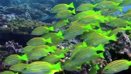 World Natural Heritage Colombia: Malpelo National Park | movie | 2013 | Official Trailer