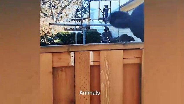 Best Funniest animals & Super cool animals | Funny dog and cat videos | funny and cute dogs & cats