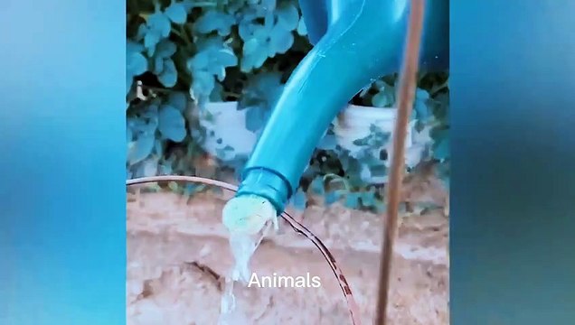 Best Funniest animals & Super cool animals | Funny dog and cat videos | funny and cute dogs & cats