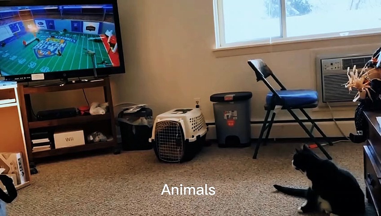 Best Funniest animals & Super cool animals | Funny dog and  cat videos | funny and cute dogs  & cats