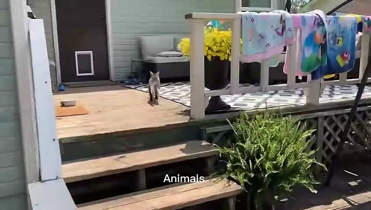 Best Funniest animals & Super cool animals | Funny dog and  cat videos | funny and cute dogs  & cats