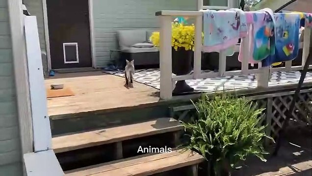 Best Funniest animals & Super cool animals | Funny dog and cat videos | funny and cute dogs & cats