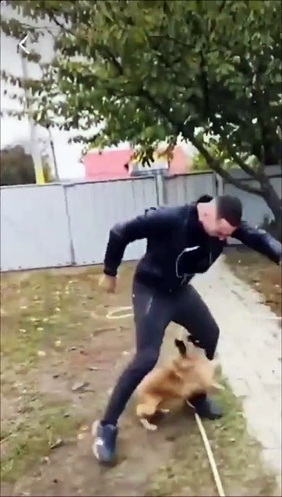 Ne jamais provoquer un chien... même un tout petit