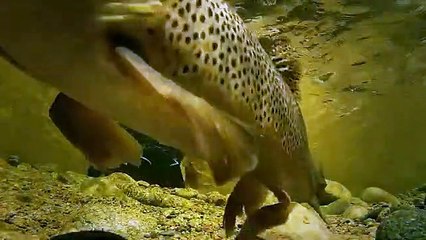 Only the River Knows | movie | 2012 | Official Trailer