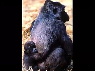 In The Womb: Animals | movie | 2006 | Official Trailer