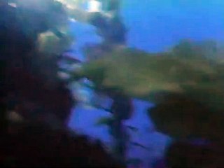 Jaws: The Revenge | movie | 1987 | Official Trailer