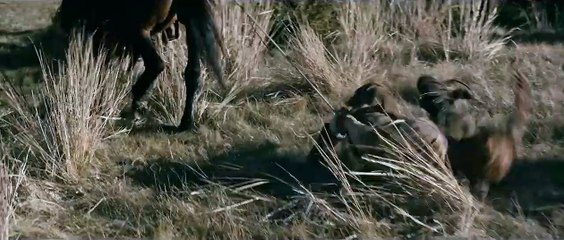 Terror on the Prairie (2022) | Official Trailer – Family Fights for Survival Against Ruthless Outlaws 🎬