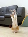 Simulation Bird Interactive Cat Toy Funny Feather Bird With Bell Cat Stick Toy For Kitten Playing Teaser Wand Toy Cat Supplies - Cat Toys