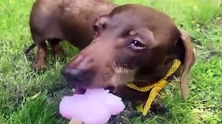 Baby Dogs  Cute and Funny Dog Videos Compilation #31 - 30 Minutes of Funny Puppy Videos 2023