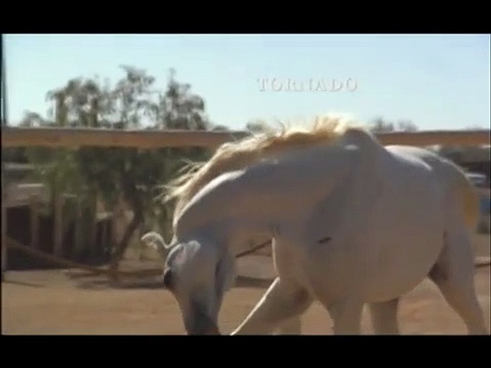 Tornado and the Kalahari Horse Whisperer movie 2009 Official Trailer video Dailymotion