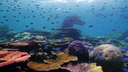 Oceans: Our Blue Planet | movie | 2018 | Official Trailer