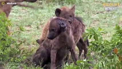 Last Moment Of Lion & 45 Scary Moments Big Cats, Animals Get Injured
