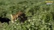 Lion Adopts Impala & 45 Moments Lions Protect Their Prey