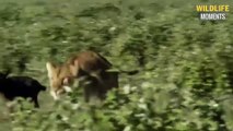 Lion Adopts Impala & 45 Moments Lions Protect Their Prey