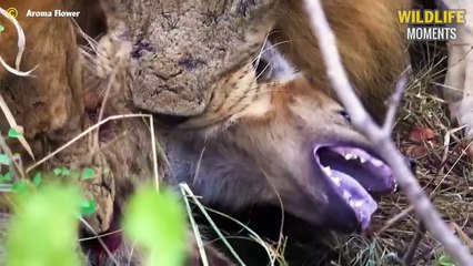 Lion Eats Hyena Alive & 45 Terrifying Moments Hyenas Become Prey