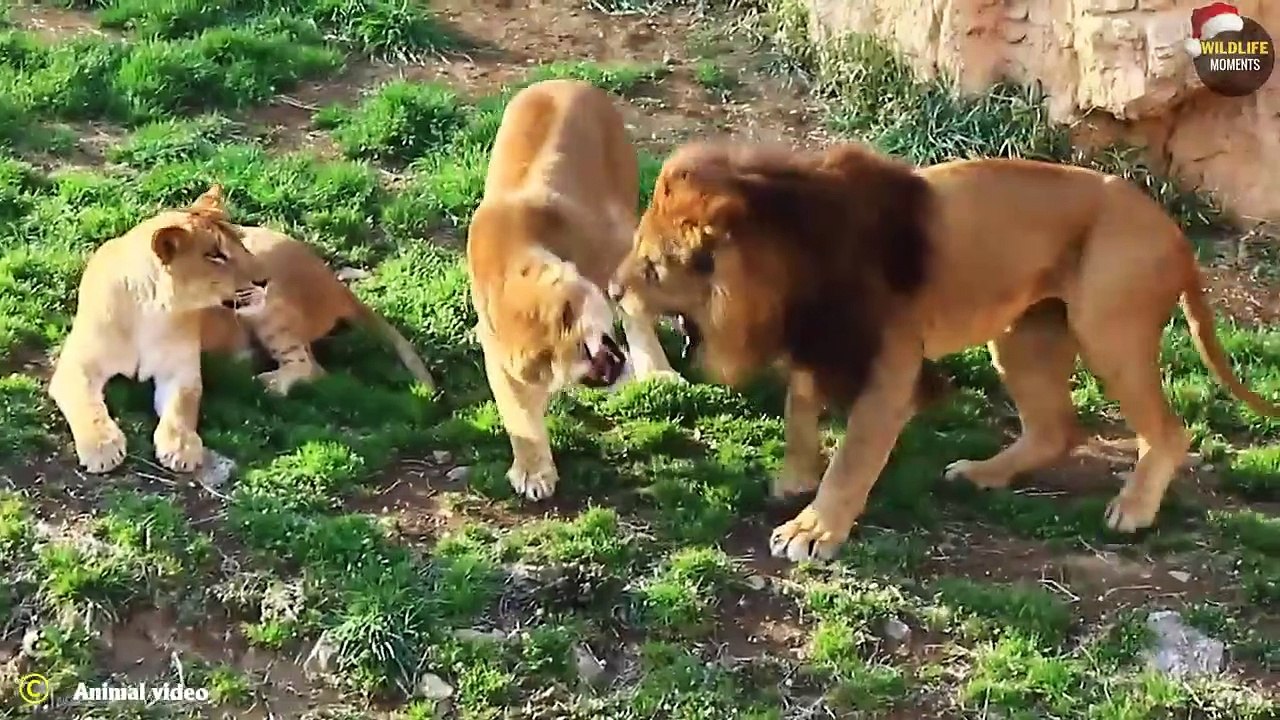 Lion vs Tiger Real Fight & 45 Epic Moments Lion Fight To Dea.th @swagwildlifemoments