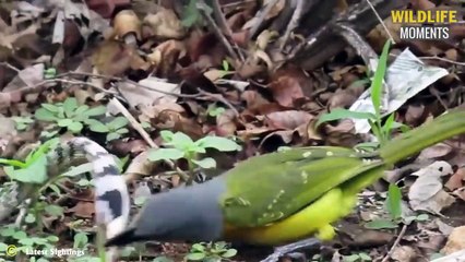 Merciless! 45 Moments Birds Are Hunted By Animals @swagwildlifemoments