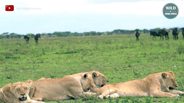 Oh My God ! 15 Times Lion Target Newborn Preys That Going To Give You Anxiety