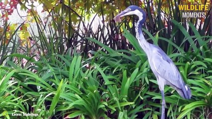 OMG! 45 Brutal Moments Crazy Birds Swallow Everything