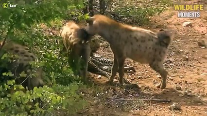 OMG! 45 Painful Moments When Hyena & Animals Get Injured