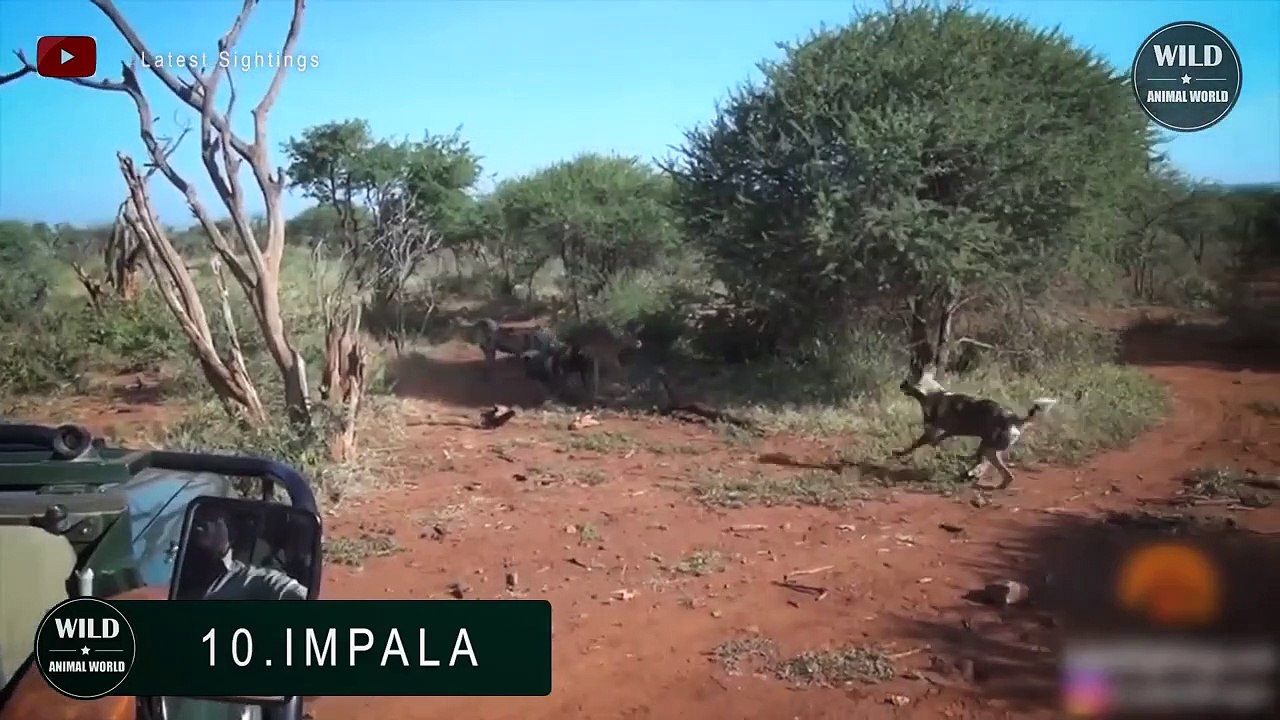 So Cruel ! 15 Brutal Moments Of Wild Dogs Hunting In The Wild - Wild Animal World