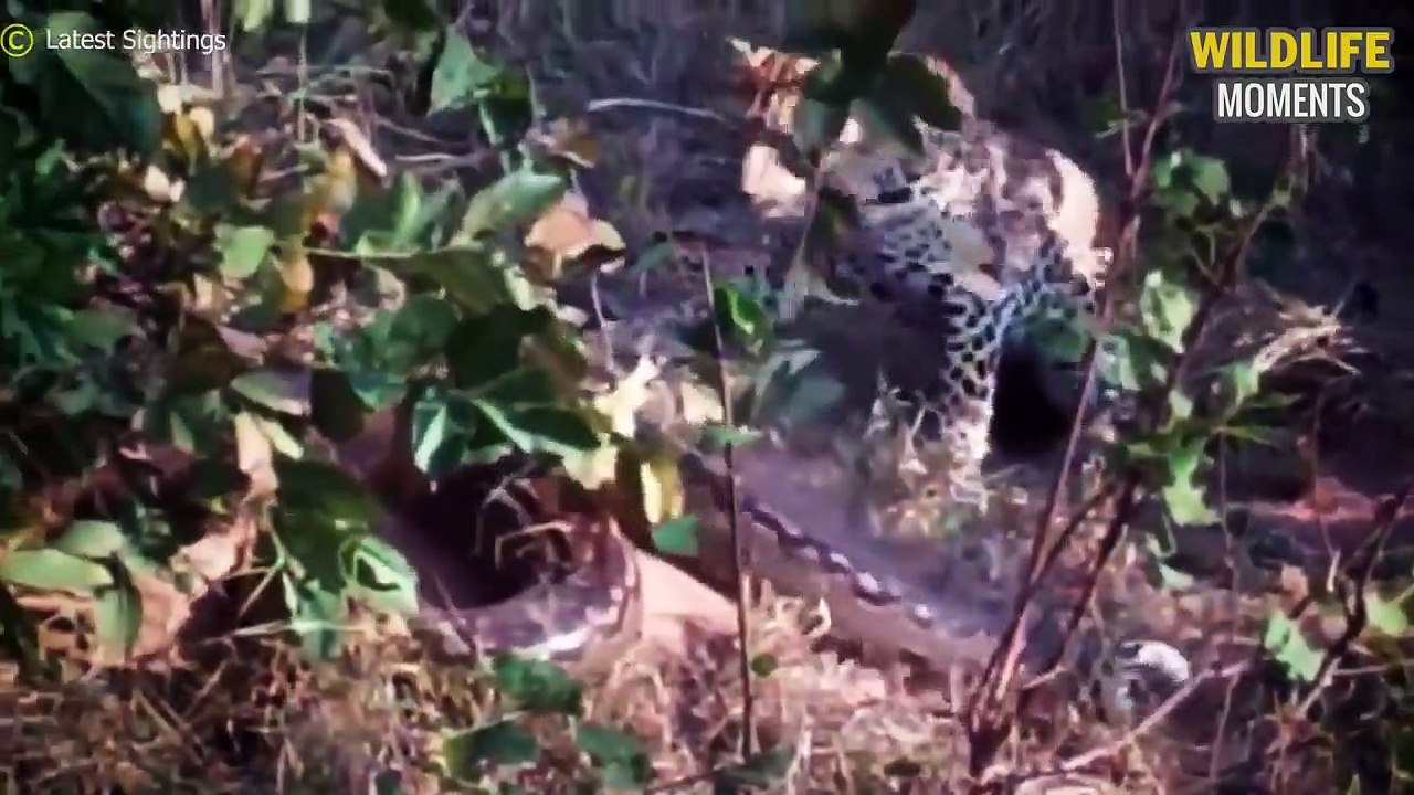 Stupid Python Tries To Swallow Porcupine & 45 Moments Predator Messed With Porcupine