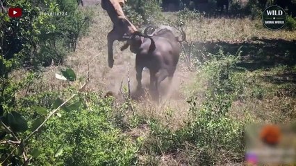 Terrifying! 15 Times Lion Choose The Wrong Prey And Get The Consequences