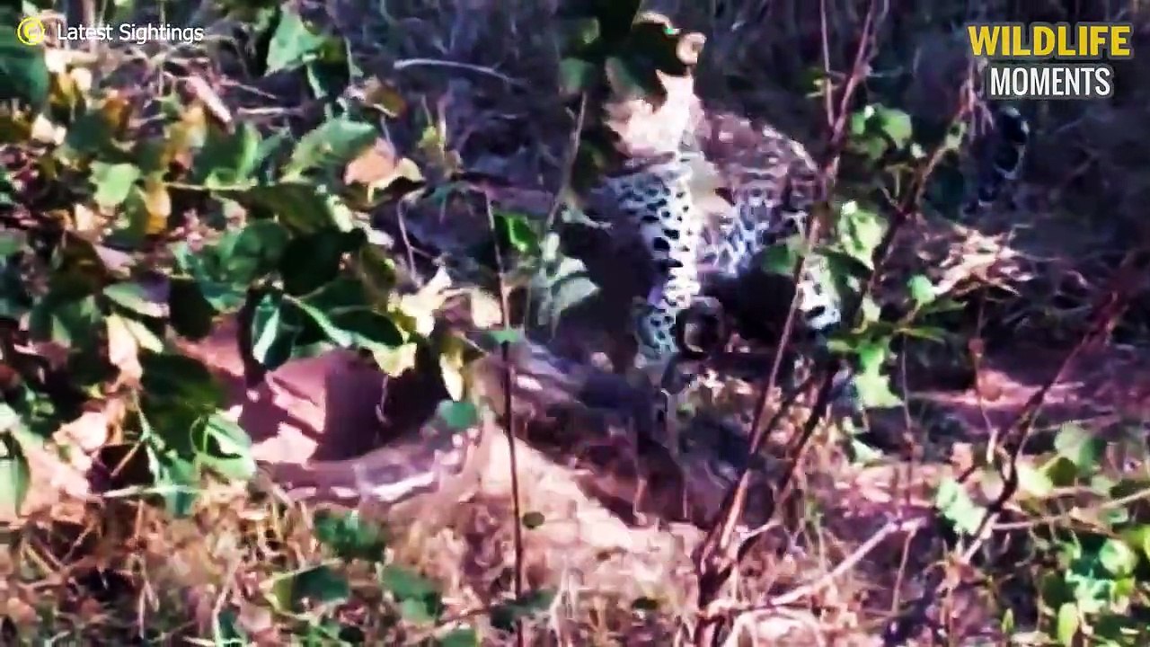 Unlucky! 45 Brutal Moments Leopard Mess With Wrong Prey @swagwildlifemoments