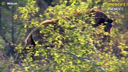 Wicked! 45 Times Evil Hyena Steal Prey From Other Predators @swagwildlifemoments