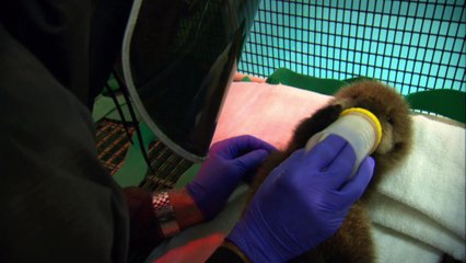 Otter 501 (2012) | Official Trailer, Full Movie Stream Preview