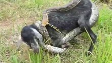 Snake tired to kill the goat