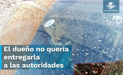 Leona ataca a mujer en Aguascalientes