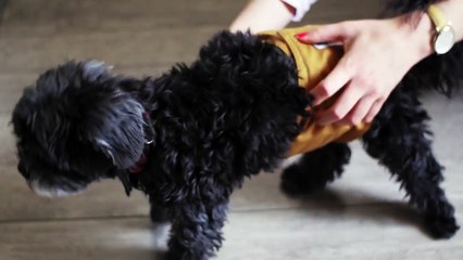 Norman Norman | movie | 2018 | Official Trailer