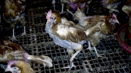 Land of Hope and Glory | movie | 2017 | Official Trailer