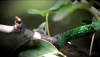 Life | show | 2009 | Official Trailer