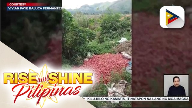 Kilu-kilo ng kamatis, itinatapon na lang ng mga magsasaka sa Bambang, Nueva Ecija dahil sa oversupply