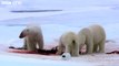 Polar Bear: Spy on the Ice | movie | 2011 | Official Trailer