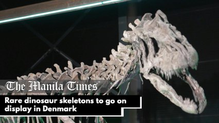 Rare dinosaur skeletons to go on display in Denmark
