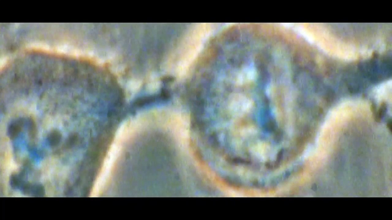 Iron Fists and Kung Fu Kicks | movie | 2019 | Official Trailer