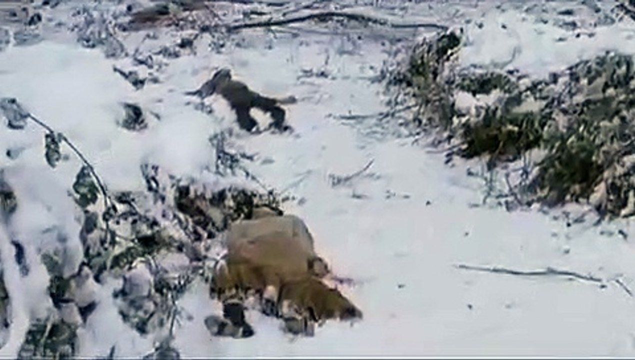 BloodRayne 2: Deliverance | movie | 2007 | Official Trailer