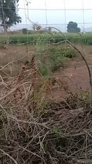 रणथम्भौर से दूसरी बार बाघों को भेजा गया बॉयोलोजिकल पार्क