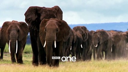Nature's Epic Journeys | show | 2016 | Official Trailer