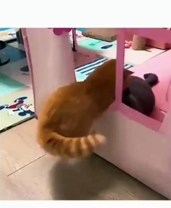 funny cats videos