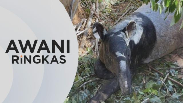 AWANI Ringkas: Akta Pemuliharaan Hidupan Liar 2022 dikuatkuasa hari ini