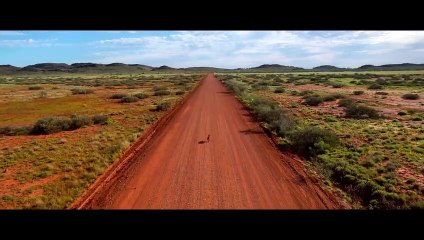 Koko: A Red Dog Story | movie | 2019 | Official Trailer