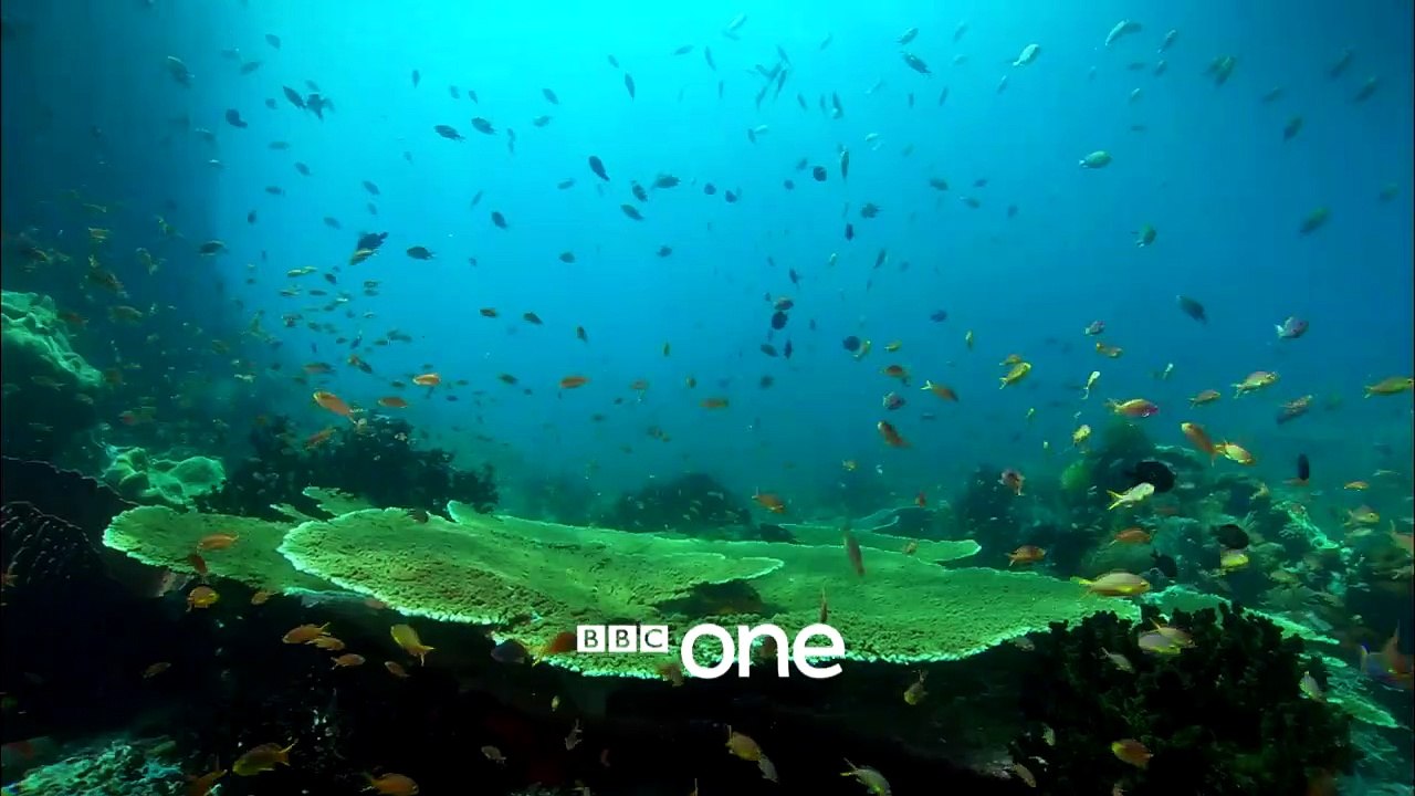 Drowning in Plastic | show | 2018 | Official Trailer