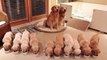 Golden Retriever Puppies That Will Make You Laugh Countless Times | HaHa Animals